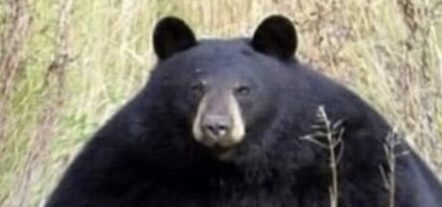 Memetic Thursday: The Ultimate Thursday Meme Massacre